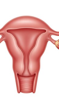 Anatomical Illustration of the Female Reproductive System - Uterus, Fallopian Tubes, and Ovaries.