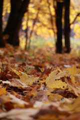 A Carpet Of Golden And Yellow Fallen Maple Leaves On The Ground, With Blurred Tree Trunks In The Background. Autumn Park Scene. Vertical Shot.