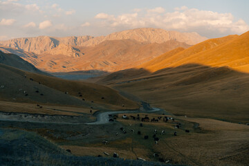 Yaks in the valley Naryn province, Kyrgyzstan
