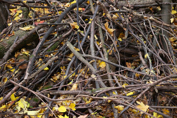 A Tangled Pile Of Dry Tree Branches (Brushwood) And Yellow Fallen Leaves Forming A Natural Shelter In The Autumn Forest. Abstract Background.