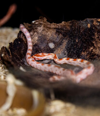 Macro photography capturing the intricate patterns of a young snake. Baby Corn Snake