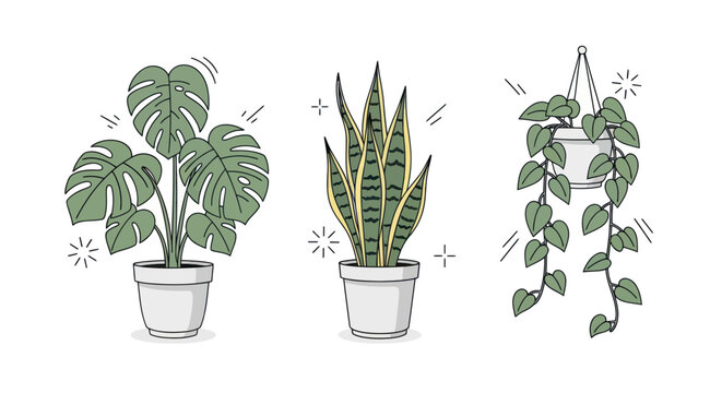 Three Potted Houseplants: Monstera Snake Plant and Pothos.