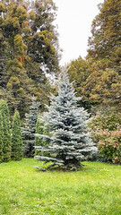 A vibrant blue spruce stands centered in a grassy park surrounded by diverse green autumn trees © emerald17