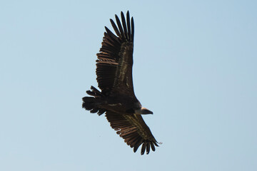 03032024-_DSC2726.NEF