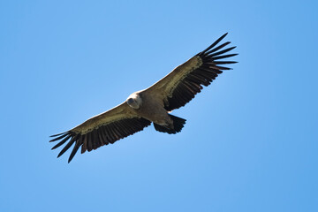 03032024-_DSC2747.NEF