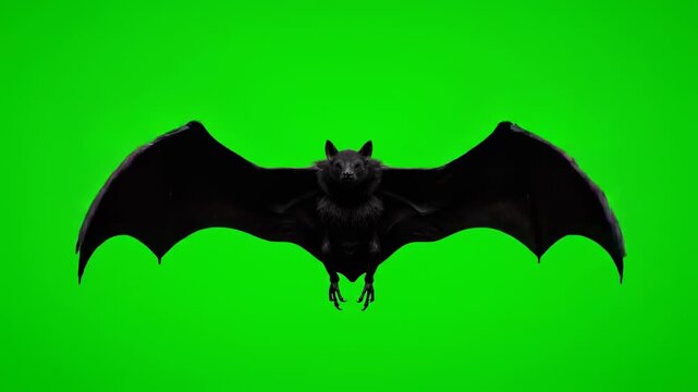 A black bat flying and flapping its wings, full body, isolated on green screen mythical, fx, flight