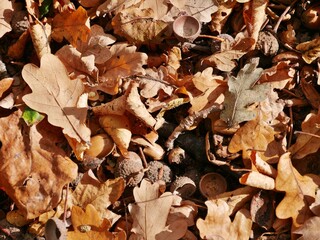 Blätter und Eicheln am Boden