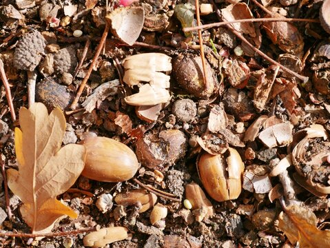 Bl&auml;tter und Eicheln am Boden