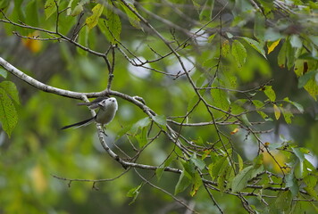 枝から飛び立つシマエナガ