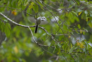 羽ばたいたシマエナガ