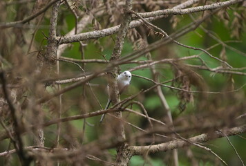 枝に止まったシマエナガ