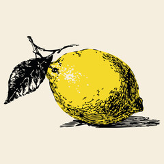 imple black and white lemon illustration with imperfect hand-drawn lines