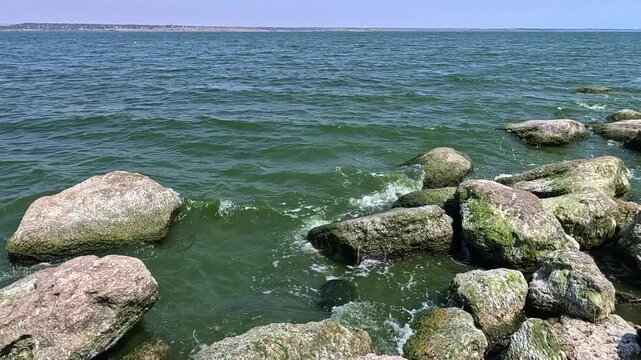 Green algae Enteromorpha (Ulva) intestinalis grow on rocks near the shore in Khadzhibey estuary in summer