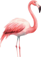 Vector watercolor painted illustration of a flamingo