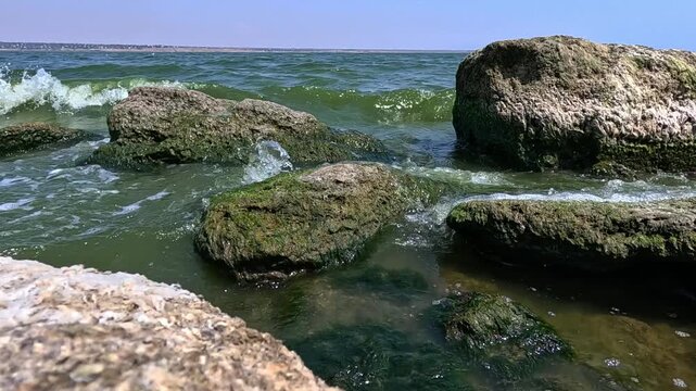 Green algae Enteromorpha (Ulva) intestinalis grow on rocks near the shore in Khadzhibey estuary in summer