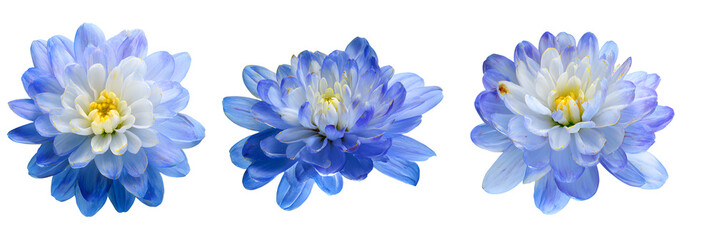 purple flowers, PNG,isolated,no background,assets,3d,clay,render,illustration,toycore
