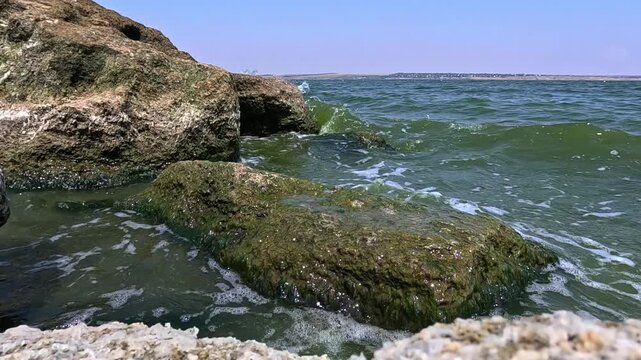 Green algae Enteromorpha (Ulva) intestinalis grow on rocks near the shore in Khadzhibey estuary in summer