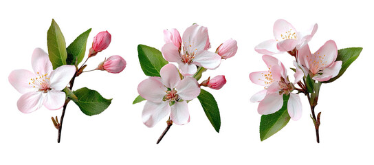 Three delicate floral sprigs with blossoms and buds, set against a stark black background