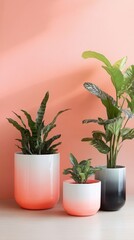 Obraz premium Modern Indoor Plants in Ombre Pots Against Coral Background