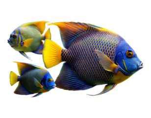 Stunning male and female emperor angelfish swimming together against a plain backdrop