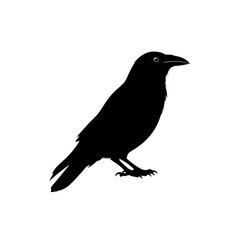 Fototapeta premium Mysterious raven silhouette embodies dark beauty and enigmatic presence in stark contrast