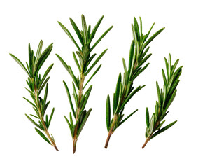 Fototapeta premium Four sprigs of fragrant, needle-like herb, isolated against a stark black background