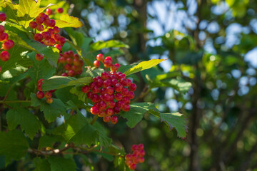 Guelder rose (Viburnum opulus)