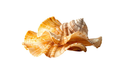 Fototapeta premium Detailed close-up of a unique seashell with complex structure, isolated
