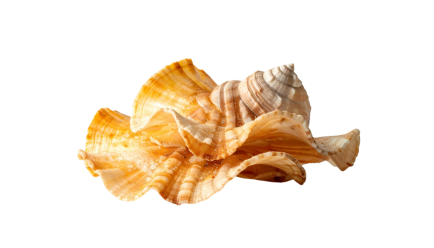 Detailed close-up of a unique seashell with complex structure, isolated