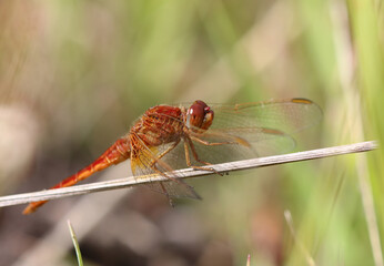 Feuerlibelle - Scarlet Darter