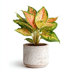 A close-up shot of a Chinese Evergreen plant in a decorative pot, featuring its vibrant, multi-colored leaves. The plant showcases an array of colors, including greens, pinks, and yellows.