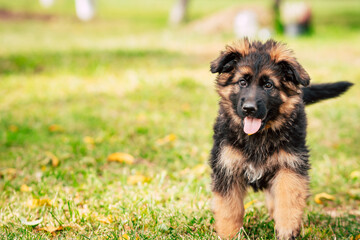 Cute German Shepherd Puppy Outdoors
