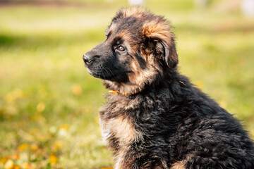 Cute German Shepherd Puppy Outdoors
