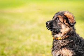 Cute German Shepherd Puppy Outdoors
