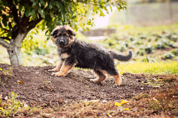 Cute German Shepherd Puppy Outdoors
