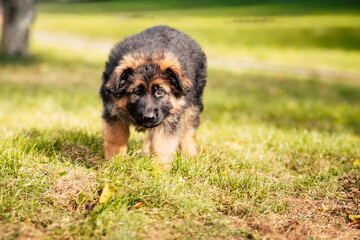 Cute German Shepherd Puppy Outdoors