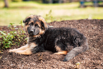 Cute German Shepherd Puppy Outdoors