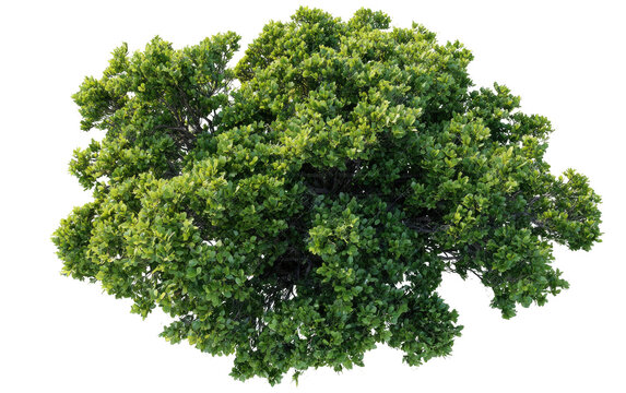 Isolated lush, green, leafy crown of a small tree against a transparent background