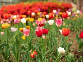red tulips in the garden