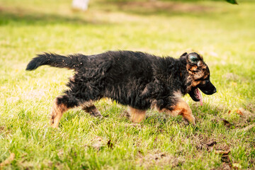 Cute German Shepherd Puppy Outdoors