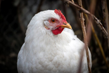 chicken pecks the grass in a field in the village.