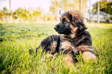 Cute German Shepherd Puppy Outdoors