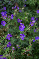 Obraz premium Geranium Brookside in the summer garden