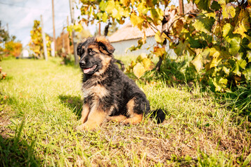 Cute German Shepherd Puppy Outdoors