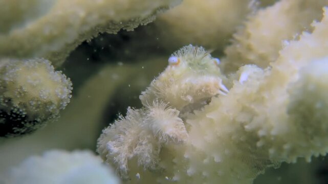 A delicate, fluffy crab clings to the pristine white coral in the depths of the Red Sea. Witness the underwater ecosystem thriving in a vibrant early morning.