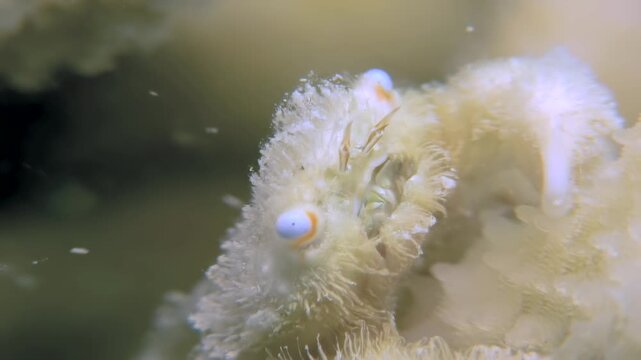 Observe the enchanting dance of Xeniamorph Corals as they sway gently in the Red Sea. Their vivid colors and mesmerizing motion create a captivating underwater display.