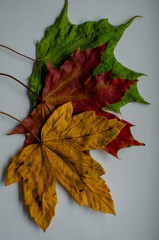 Colorful autumn maple leaves on white background