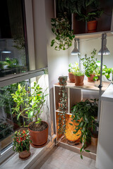 Growing plants under phyto lamps at home in winter season. Lamp with full spectrum for...