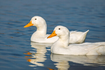 Goose close-up. poultry farming on the farm. white geese swimming in the river.
