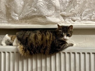a domestic cat warms itself on a radiator